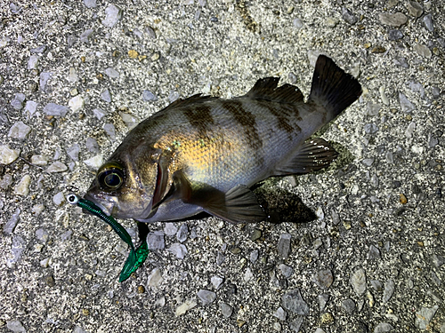 メバルの釣果