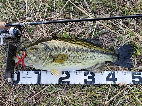 ブラックバスの釣果