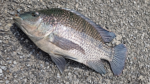 ナイルティラピアの釣果