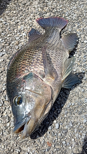 ナイルティラピアの釣果