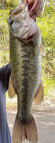 ブラックバスの釣果