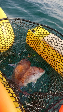 タイの釣果