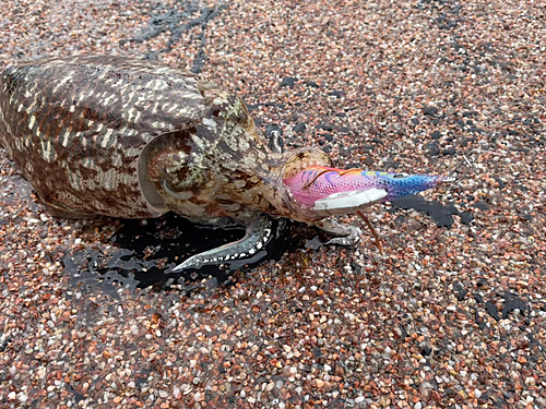 コウイカの釣果