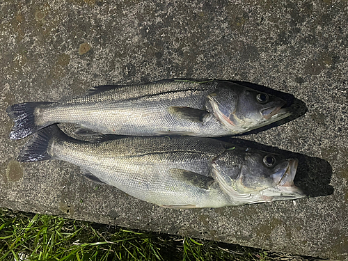 シーバスの釣果