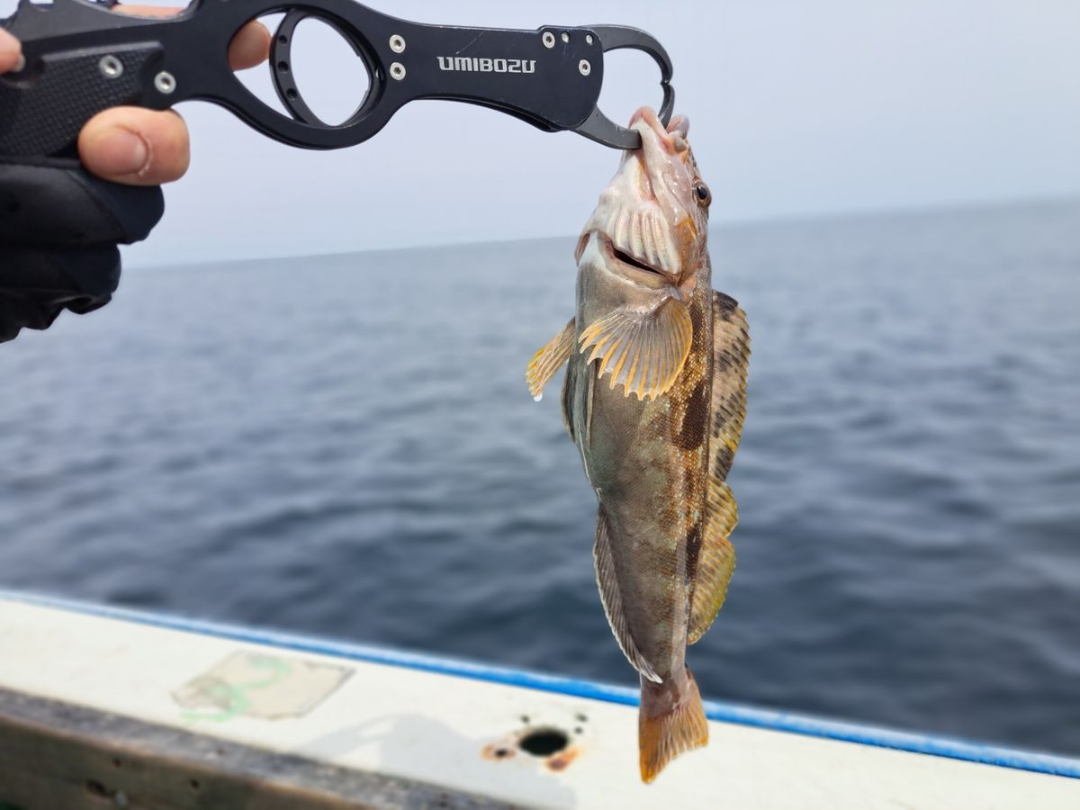 千春RossoNeroさんの釣果 2枚目の画像