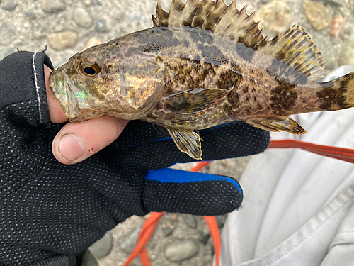 タケノコメバルの釣果