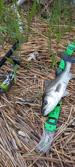 フッコ（マルスズキ）の釣果