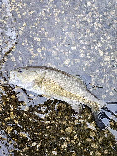 スモールマウスバスの釣果