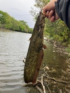 ニホンナマズの釣果