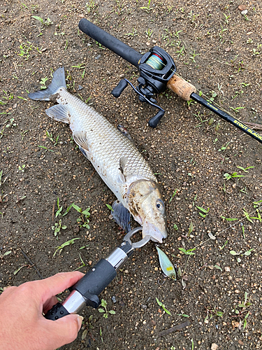 ニゴイの釣果