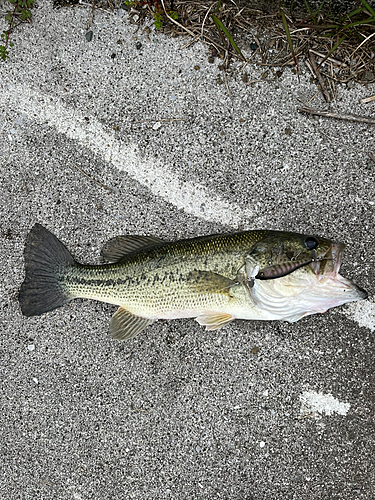 ブラックバスの釣果