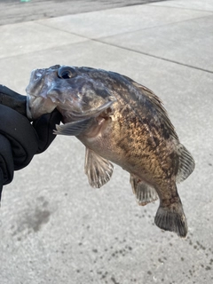 クロソイの釣果