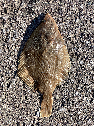 カレイの釣果