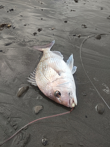 ゴウシュウマダイの釣果