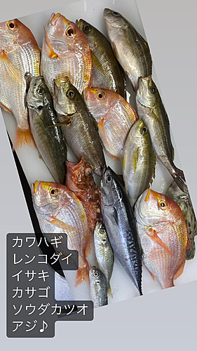 レンコダイの釣果