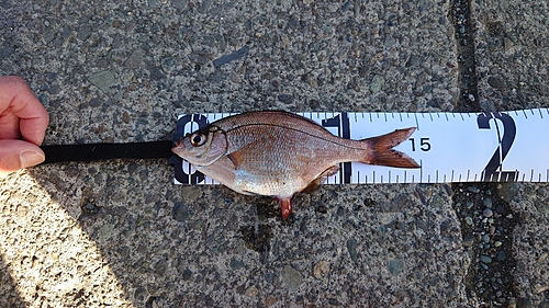 ウミタナゴの釣果