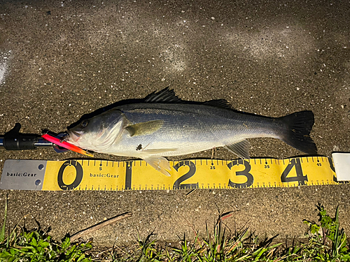 シーバスの釣果