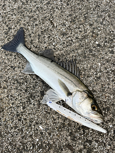 セイゴ（マルスズキ）の釣果