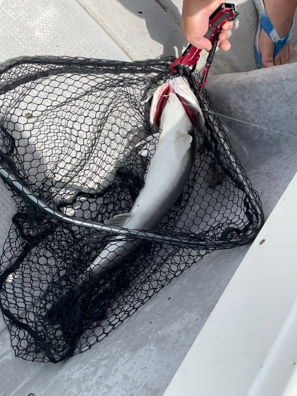 アングラー九州さんの釣果 2枚目の画像