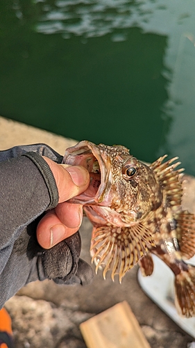 メバルの釣果