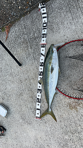 ブリの釣果