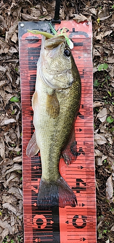 ブラックバスの釣果