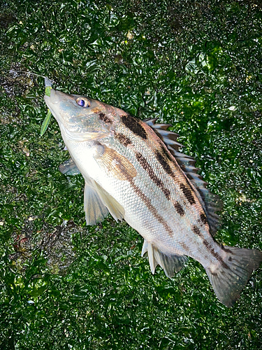 釣果