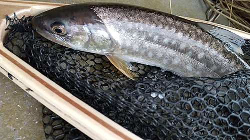 アメマスの釣果