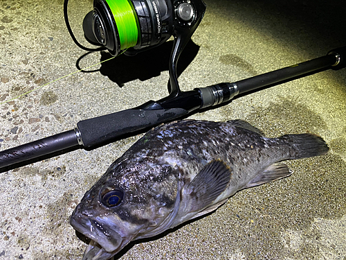 クロソイの釣果