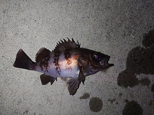 メバルの釣果