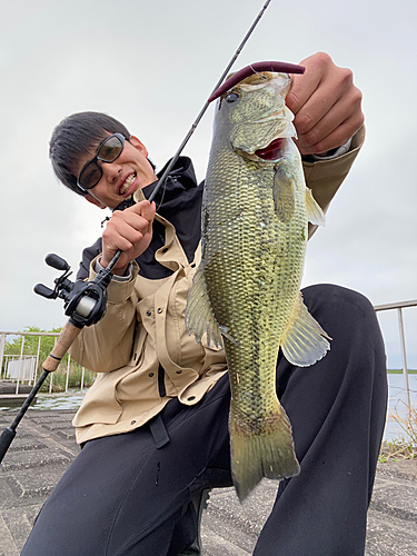 ブラックバスの釣果