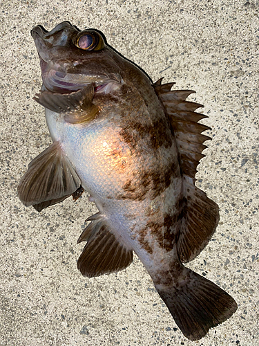 メバルの釣果