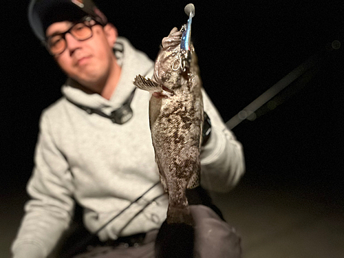 クロソイの釣果