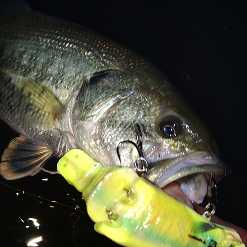 ブラックバスの釣果