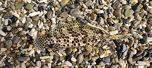 カンモンハタの釣果