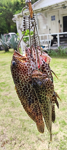 カンモンハタの釣果