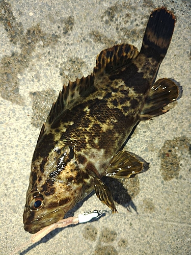 カサゴの釣果