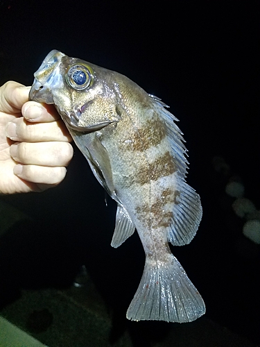 メバルの釣果