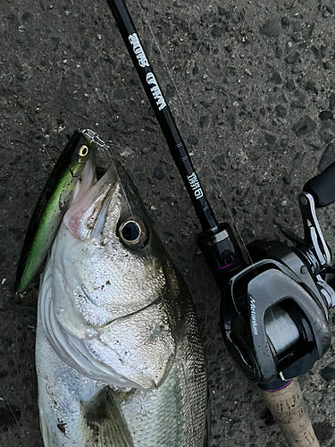 シーバスの釣果