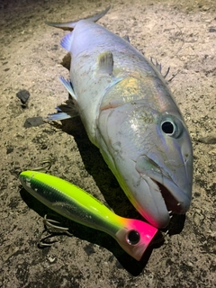 アオチビキの釣果