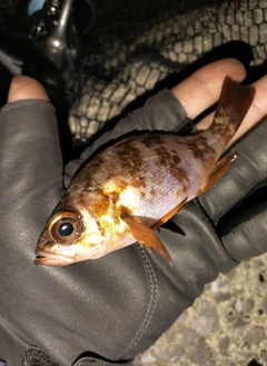 メバルの釣果