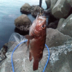 アカメバルの釣果