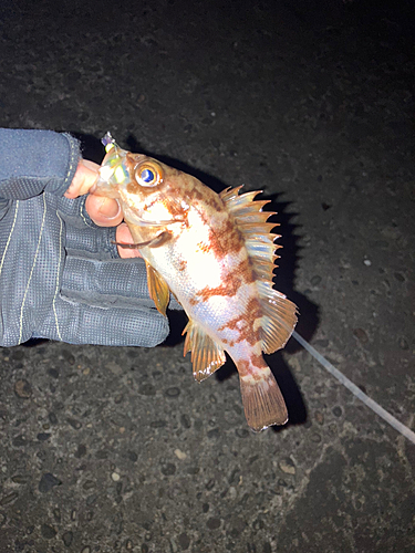 メバルの釣果