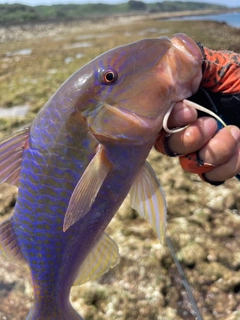 マルクチヒメジの釣果