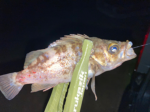 メバルの釣果