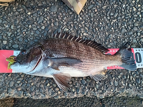 クロダイの釣果