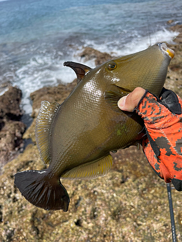 メガネハギの釣果