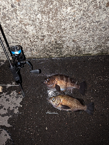 メバルの釣果