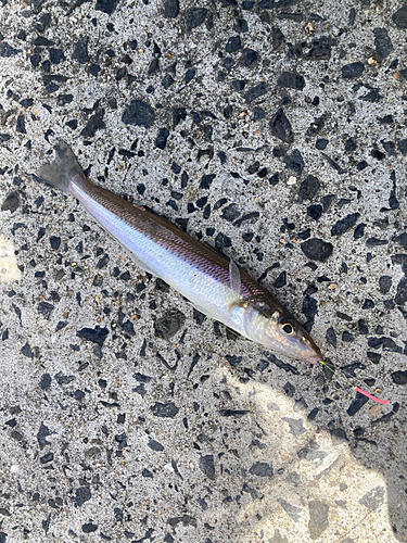 シロギスの釣果