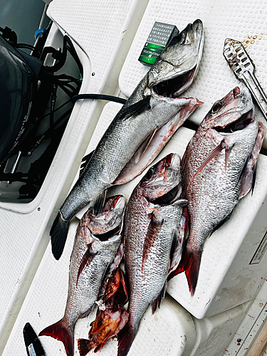 マダイの釣果